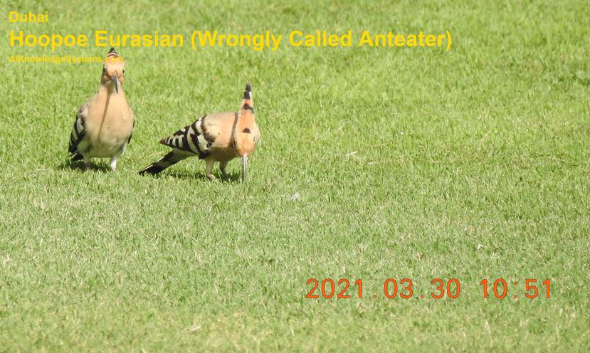 Hoopoe Eurasian (7) Coming Soon